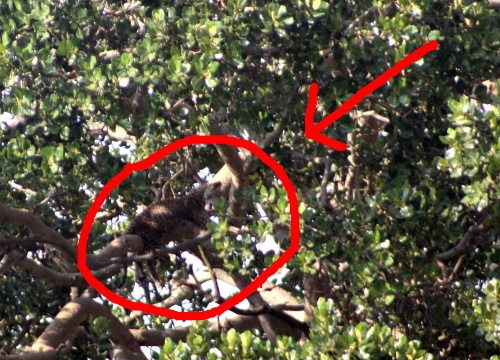 Leopard in a tree