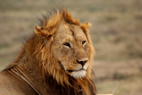 Lion close-up