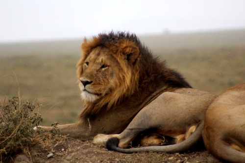 Lion!