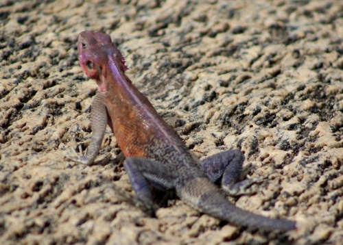 Rainbow lizard