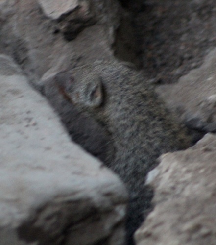 Rodent guy