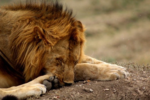Sleeping lion
