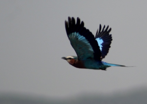 Bird in flight