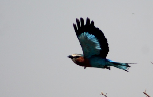 Bird in flight
