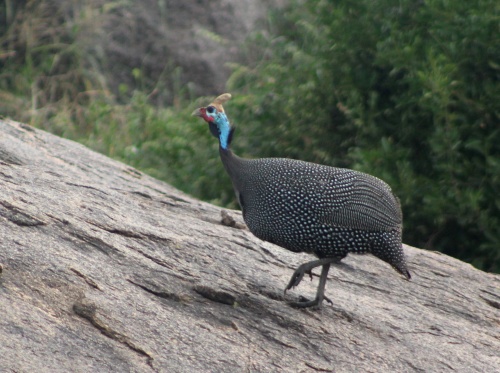 Birds of the Serengeti