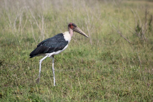 Birds of the Serengeti