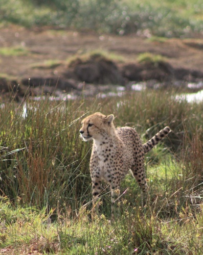 Cheetah!