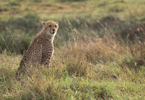 Cheetah!
