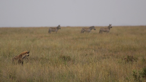 Hyena watching zebras
