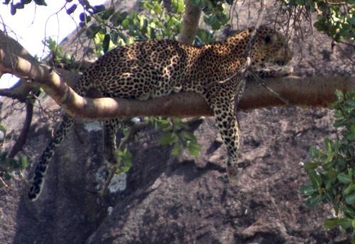 Leopard in a tree