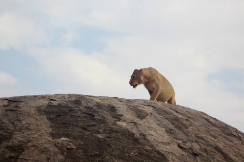Lion on top of rock