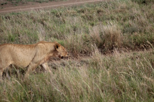 Lion walking down the road