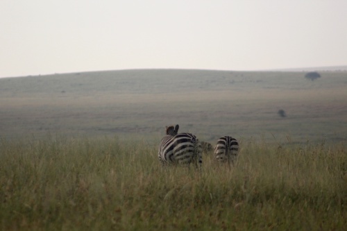 Zebras!