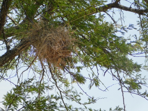 Nest in a tree