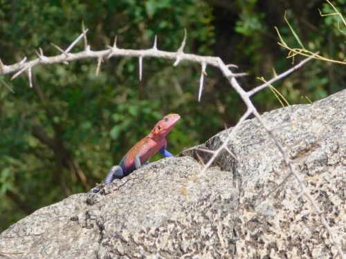 Rainbow lizard