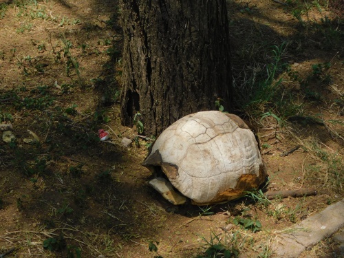 Turtle shell