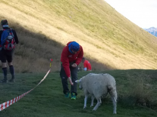 Stop and feed the sheep!