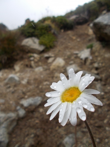 Flowers of the TMB