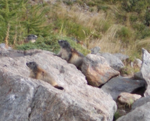 Marmot! Marmot! Marmot!