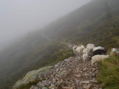 Sheep on the trail!