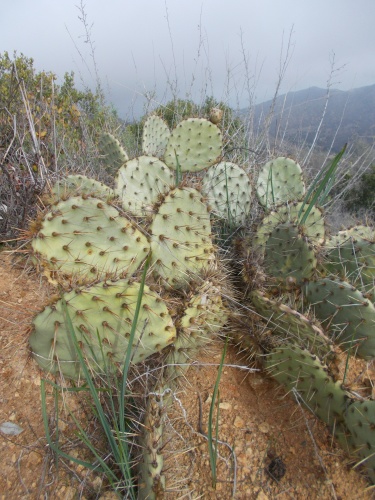 Cactus of Catalina