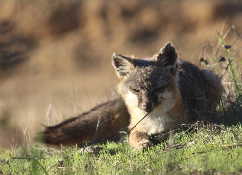 Catalina Island Fox!