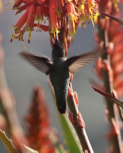 Hummingbird!
