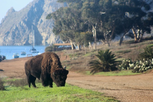 Bison on the trail!