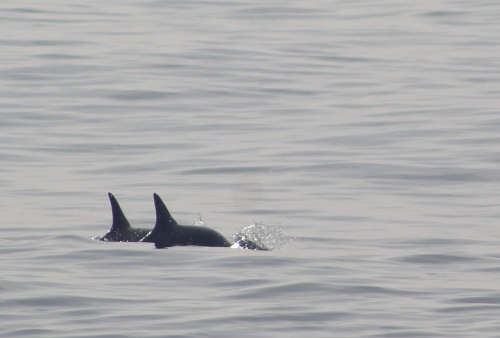 Dolphins in the water!