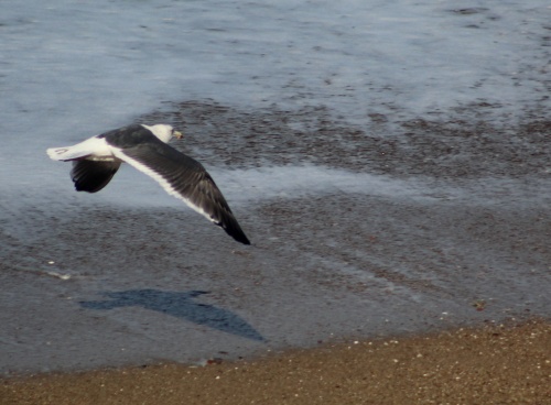 Seagull flying over the beach