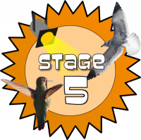 Stage 5 Award