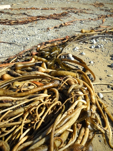 Seaweed!