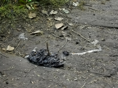 Bear poop!