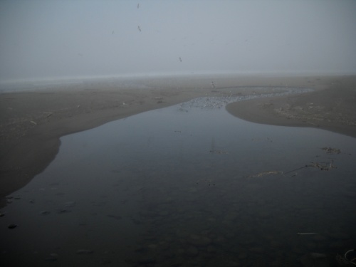Carmanah Creek
