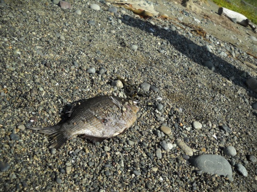 Dead fish
