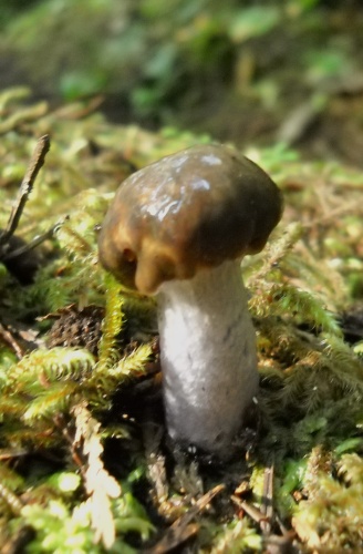 Mushrooms of the WCT