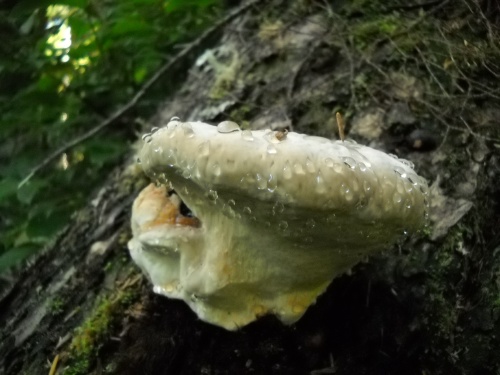 Mushroom of the WCT!