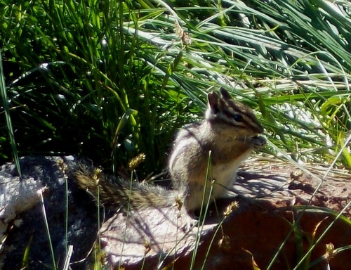 Chipmunk hiking the Wonderland Trail!