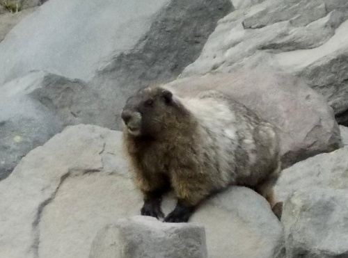 Marmot on the trail!